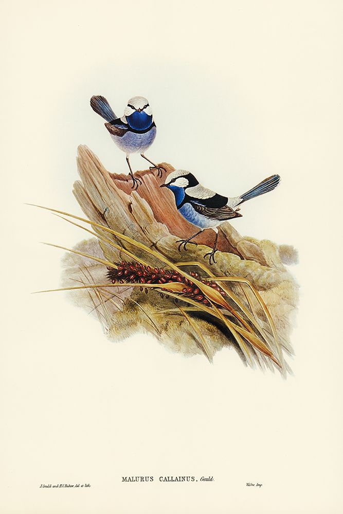 Turquoisine Superb Warbler-Malurus callainus art print by John Gould for $57.95 CAD