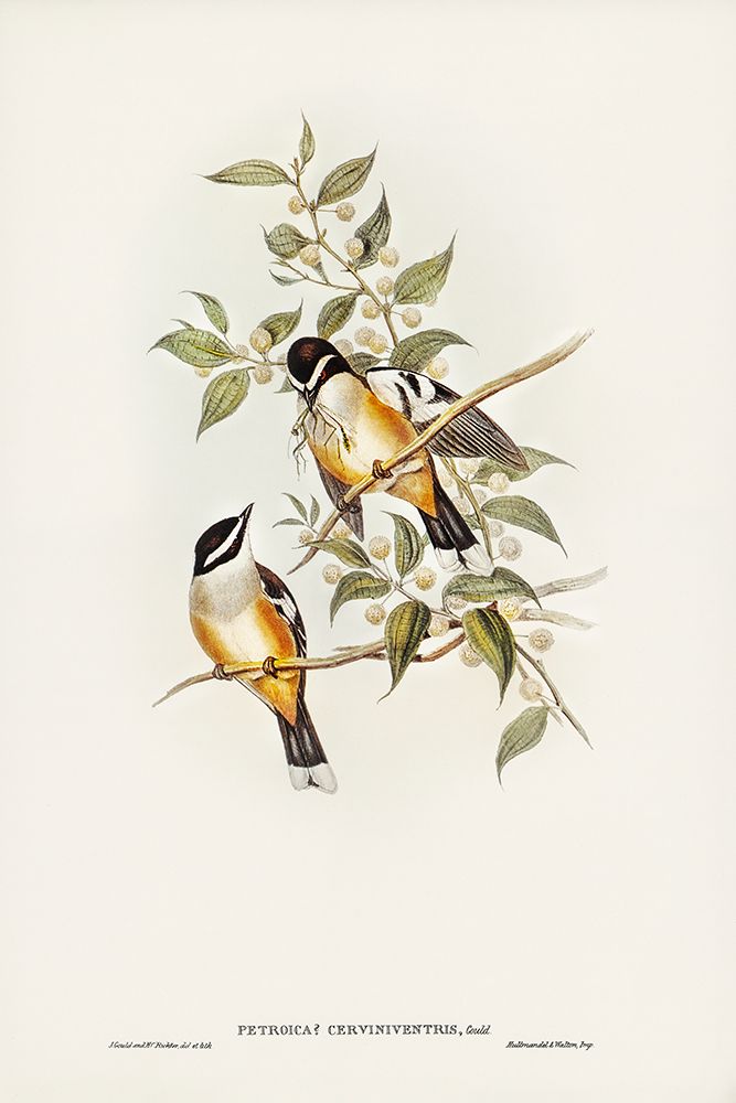 Buff-sided Robin-Petroica cerviniventris art print by John Gould for $57.95 CAD