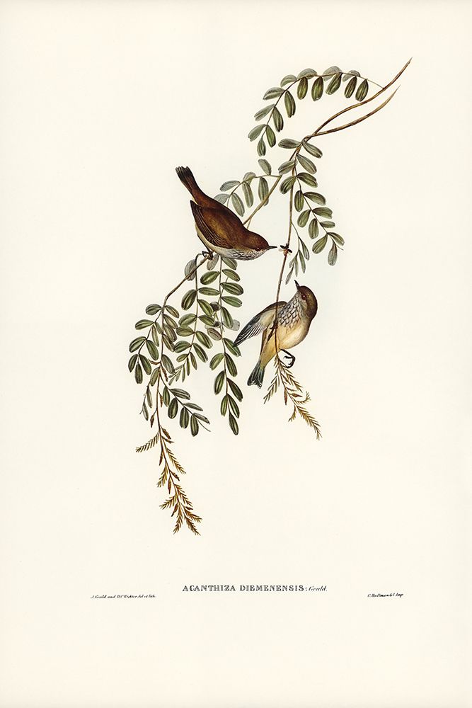 Tasmanian Acanthiza-Acanthiza Diemenensis art print by John Gould for $57.95 CAD