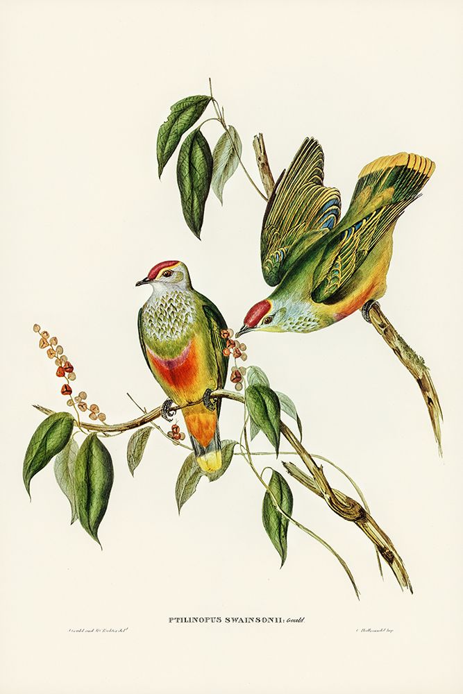 Swainsons Fruit Pigeon-Ptilinopus Swainsonii art print by John Gould for $57.95 CAD