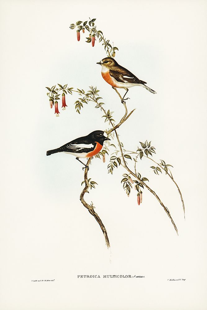 Scarlet-breasted Robin-Petroica multicolor art print by John Gould for $57.95 CAD