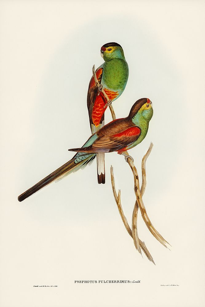 Beautiful Parakeet-Psephotus pulcherrimus art print by John Gould for $57.95 CAD