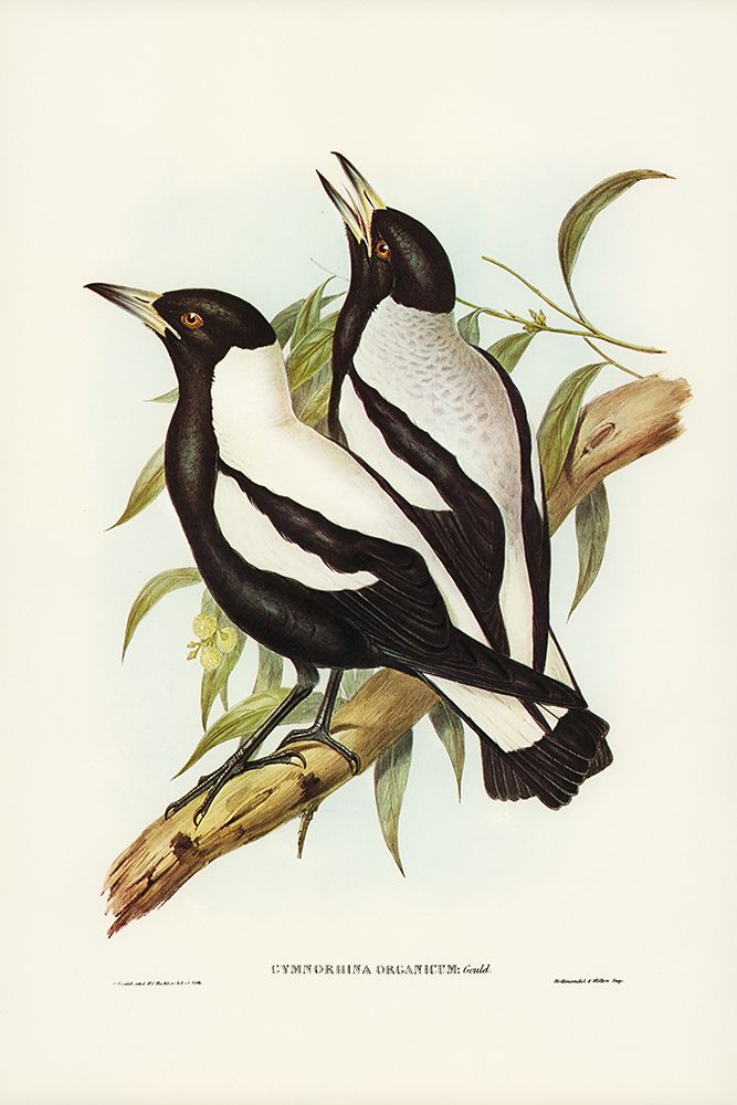 Tasmanian Crow-Shrike-Gymnorhina organicum art print by John Gould for $57.95 CAD