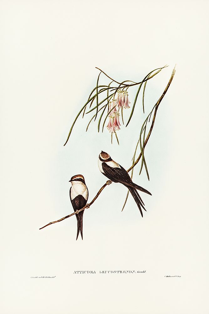 White-breasted Swallow-Atticora leucosternon art print by John Gould for $57.95 CAD