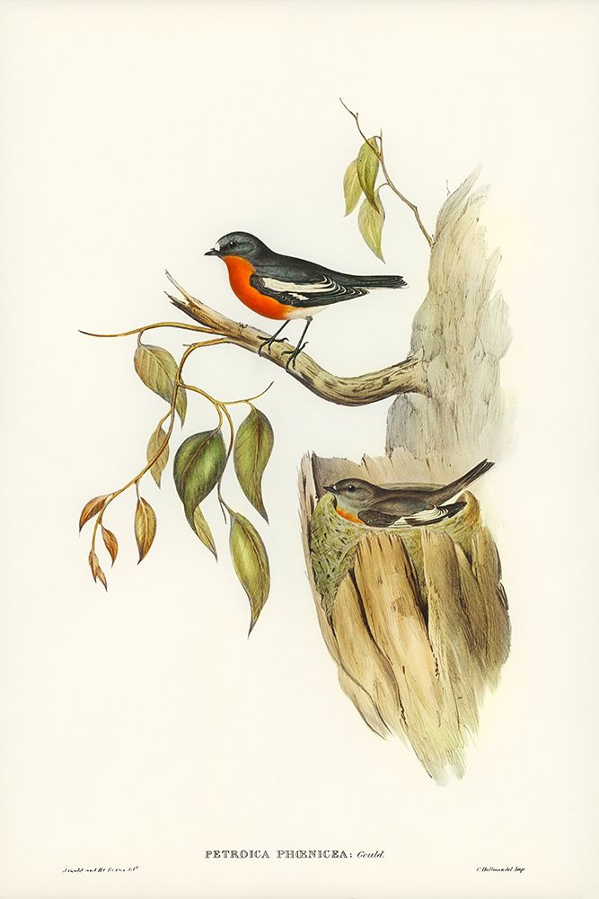 Flame-breasted Robin-Petroica phoenicea art print by John Gould for $57.95 CAD