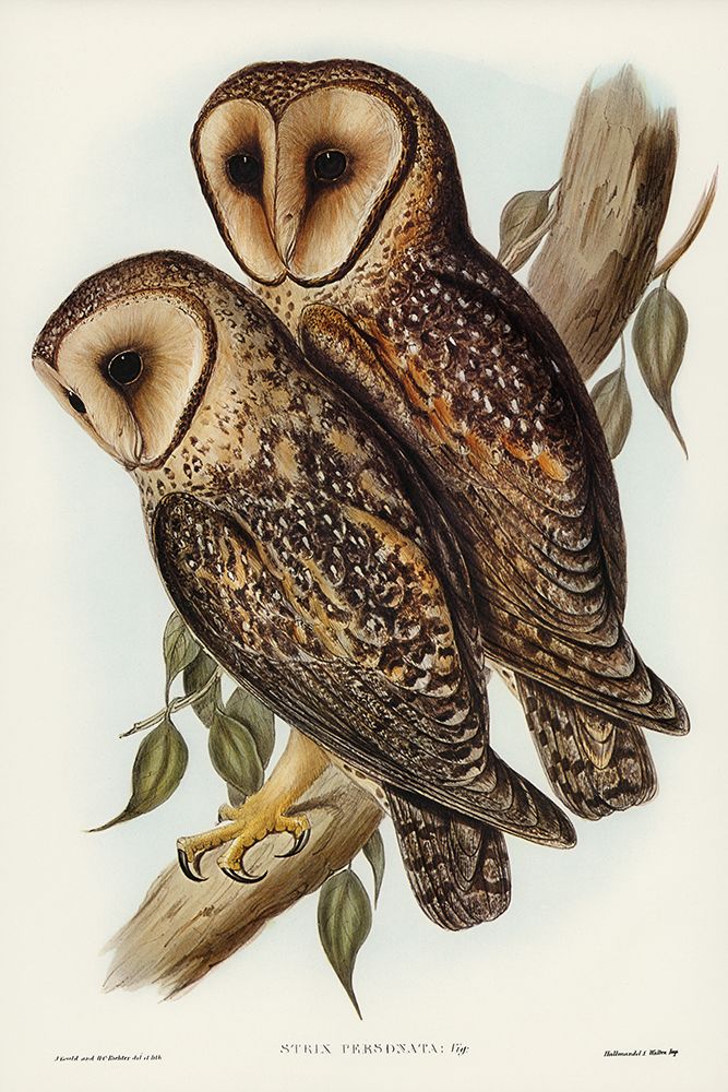 Masked Barn Owl-Strix Personata art print by John Gould for $57.95 CAD