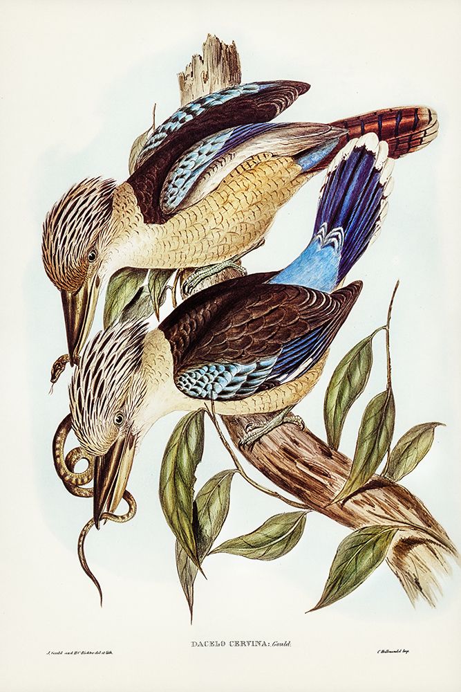 Fawn-breasted Kingfisher-Dacelo corvina art print by John Gould for $57.95 CAD