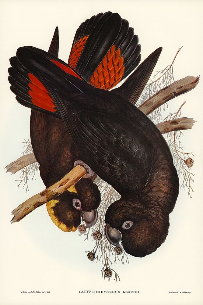 Leachs Cockatoo-Calyptorhynchus Leachii art print by John Gould for $57.95 CAD