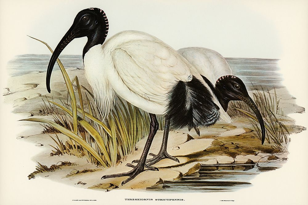 White Ibis-Threskiornis strictipennis art print by John Gould for $57.95 CAD