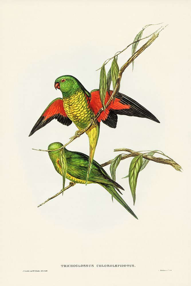 Scaly-breasted Lorikeet-Trichoglossus chlorolepidotus art print by John Gould for $57.95 CAD