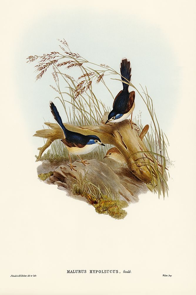Fawn-breasted Superb Warbler-Malurus hypoleucus art print by John Gould for $57.95 CAD