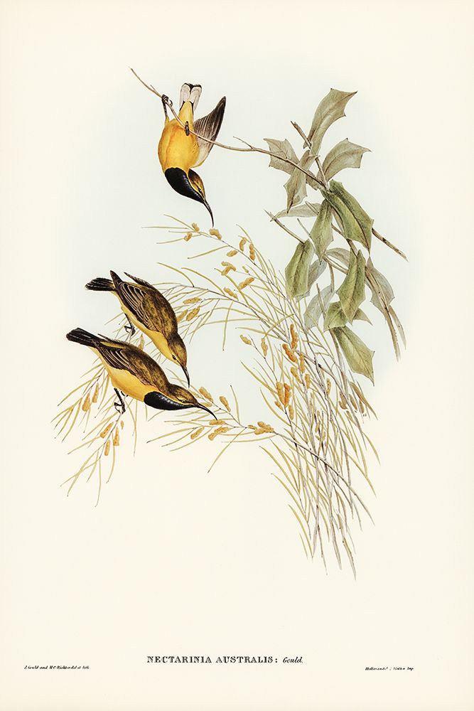 Australian Sun-bird-Nectarinia australis art print by John Gould for $57.95 CAD