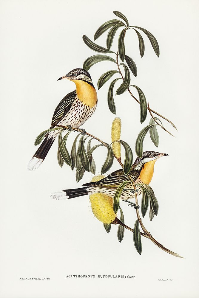 Spiny-cheeked Honey-eater-Acanthogenys rufogularis art print by John Gould for $57.95 CAD