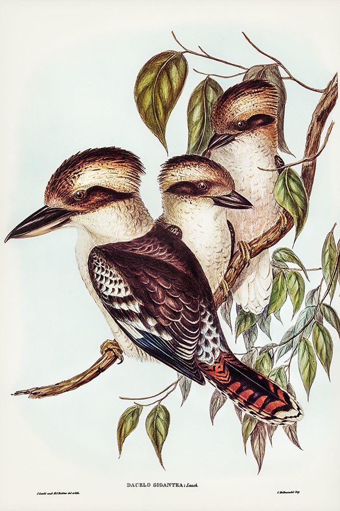 Great Brown Kingfisher-Dacelo gigantic art print by John Gould for $57.95 CAD