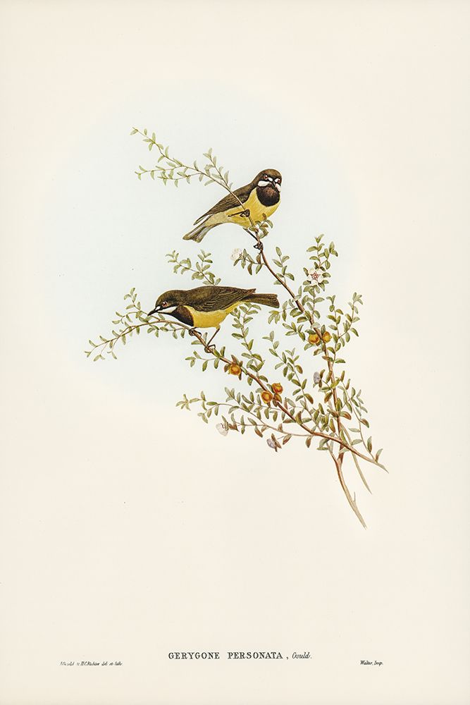 Masked Gerygone-Gerygone personata art print by John Gould for $57.95 CAD