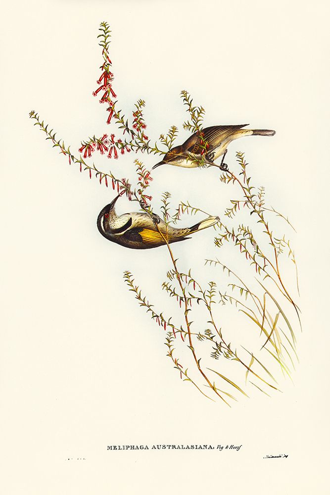 Tasmanian Honey-eater-Meliphaga Australasiana art print by John Gould for $57.95 CAD