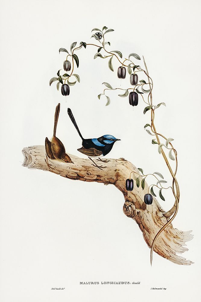 Long-tailed Wren-Malurus longicaudus art print by John Gould for $57.95 CAD