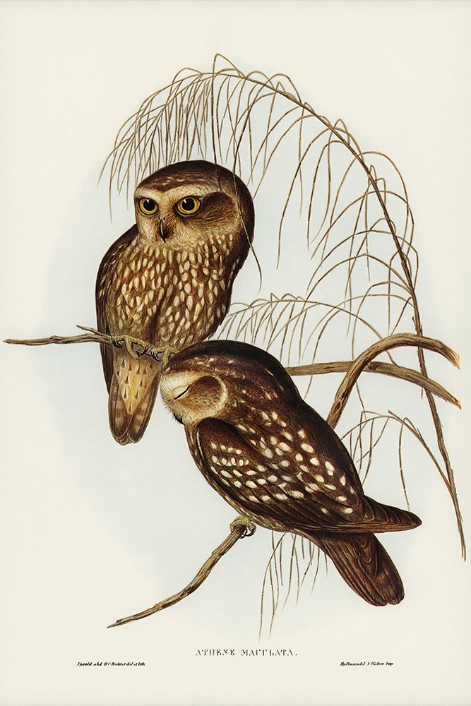 Spotted Owl-Athene maculate art print by John Gould for $57.95 CAD