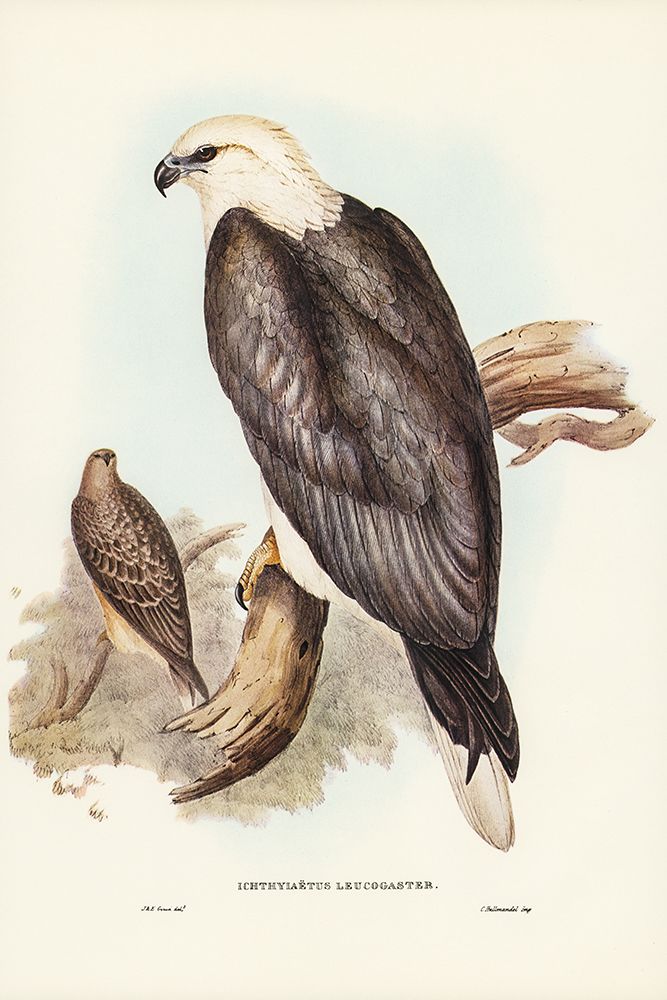 White-bellied Sea Eagle-Ichthyiaetus leucosternus art print by John Gould for $57.95 CAD