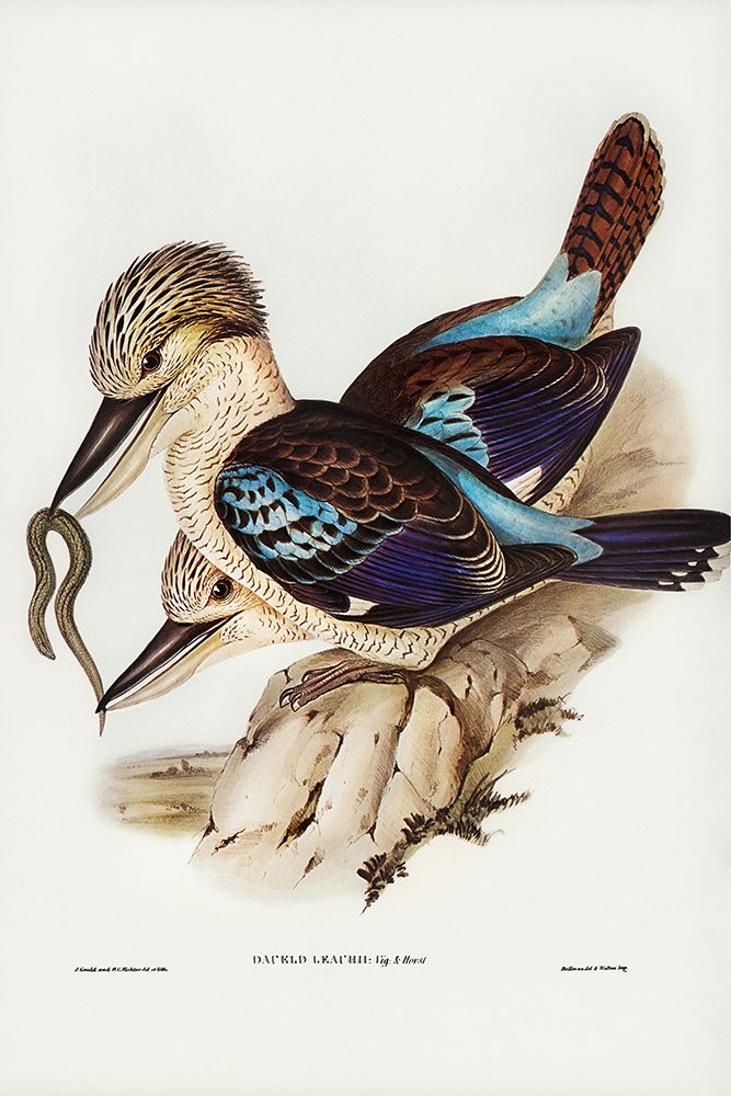 Leachâ€™s Kingfisher-Dacelo Leachii art print by John Gould for $57.95 CAD