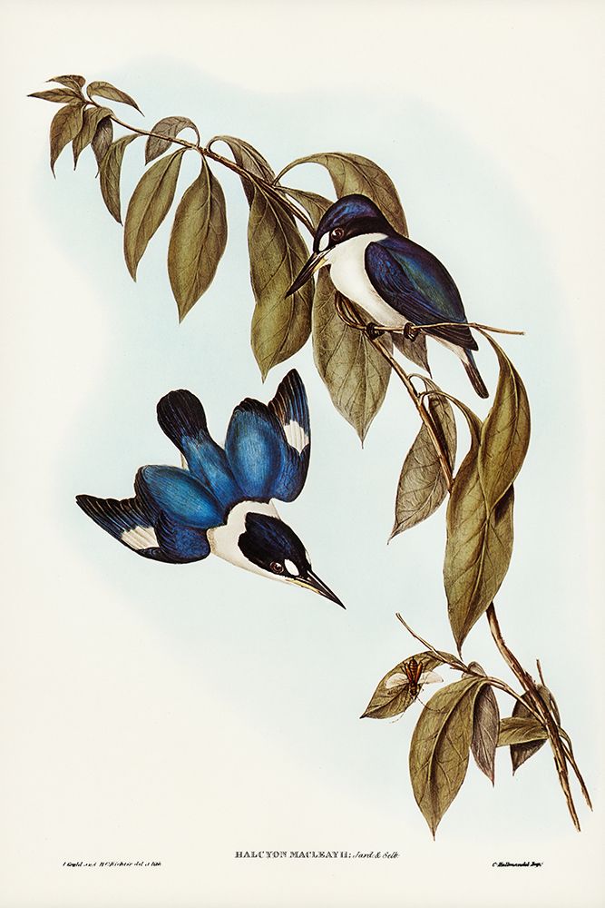 MacLeayâ€™s Halcyon-Halcyon MacLeayii art print by John Gould for $57.95 CAD
