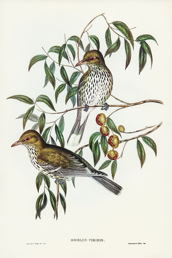 New South Wales Oriole-Oriolus viridis art print by John Gould for $57.95 CAD