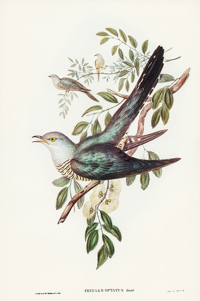 Australian Cuckoo-Cuculus optatus art print by John Gould for $57.95 CAD