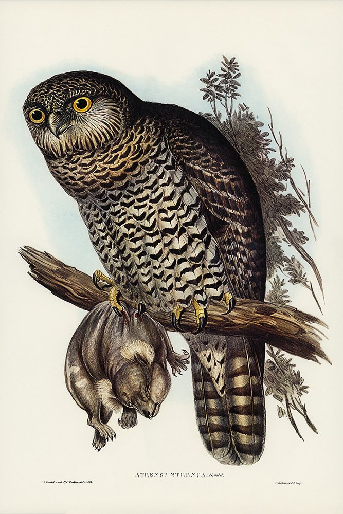 Powerful Owl-Athene strenua art print by John Gould for $57.95 CAD