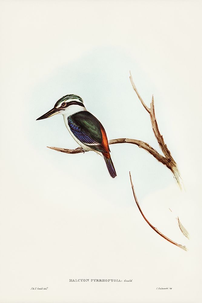 Red-backed Halcyon-Halcyon pyrrhopygia art print by John Gould for $57.95 CAD