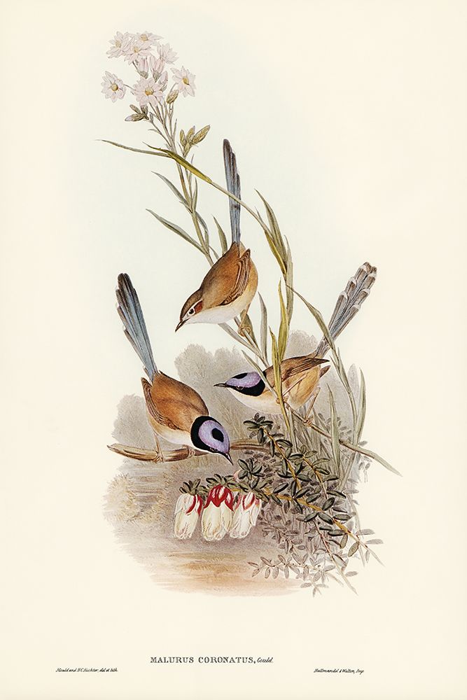 Crowned Wren-Malurus coronatus art print by John Gould for $57.95 CAD