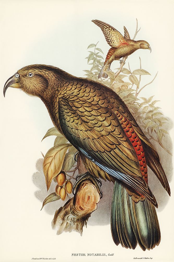 Kea Parrot-Nestor notabilis art print by John Gould for $57.95 CAD