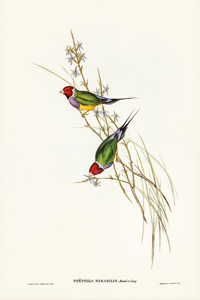 Beautiful Grass Finch-Poephila mirabilis art print by John Gould for $57.95 CAD