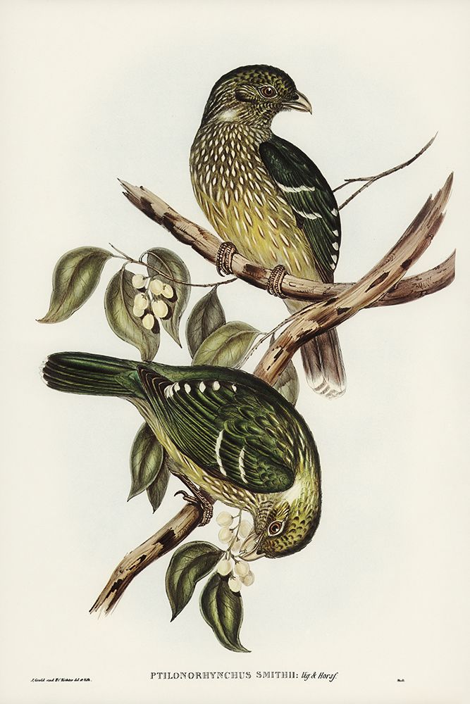 Cat Bird-Ptilonorhynchus Smithii art print by John Gould for $57.95 CAD