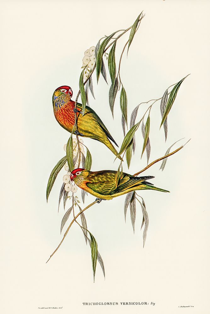 Varied Lorikeet-Trichoglossus versicolor art print by John Gould for $57.95 CAD