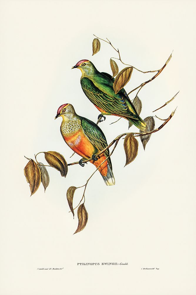 Ewings Fruit Pigeon-Ptilinopus Ewingii art print by John Gould for $57.95 CAD