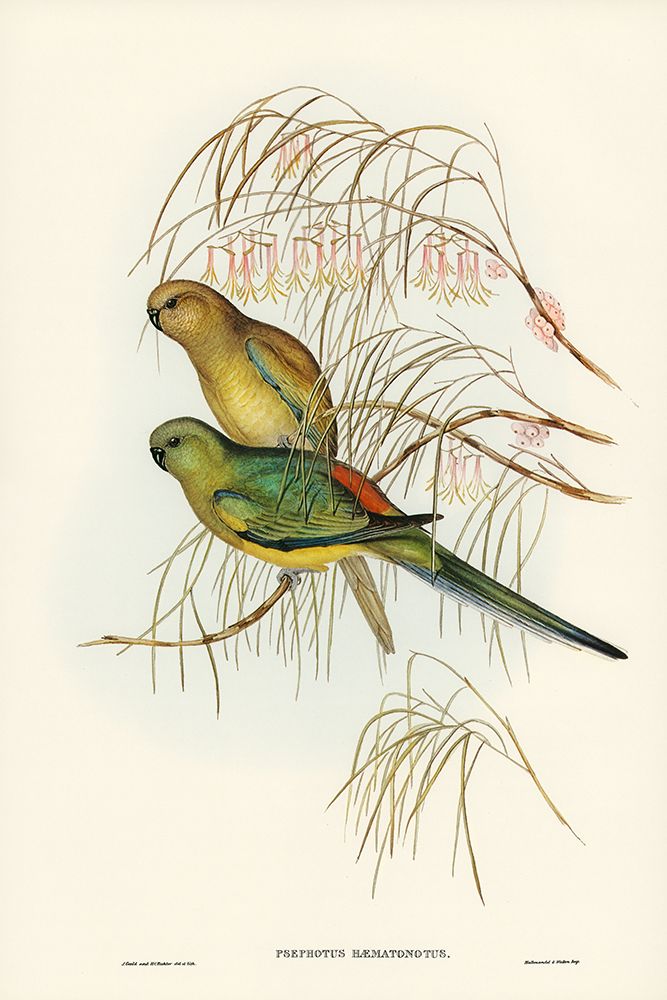 Red-backed Parakeet-Psephotus haematonotus) art print by John Gould for $57.95 CAD