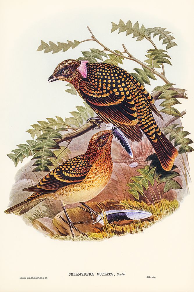 Guttated Bower-bird-Chlamydera guttata art print by John Gould for $57.95 CAD