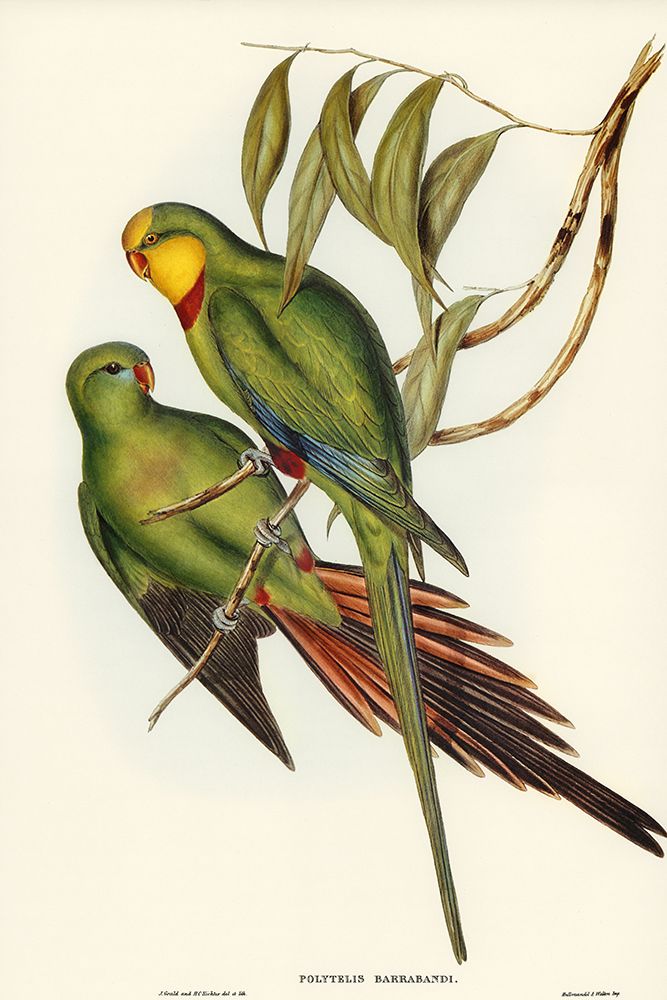 Black-tailed Parakeet-Polytelis melanura art print by John Gould for $57.95 CAD