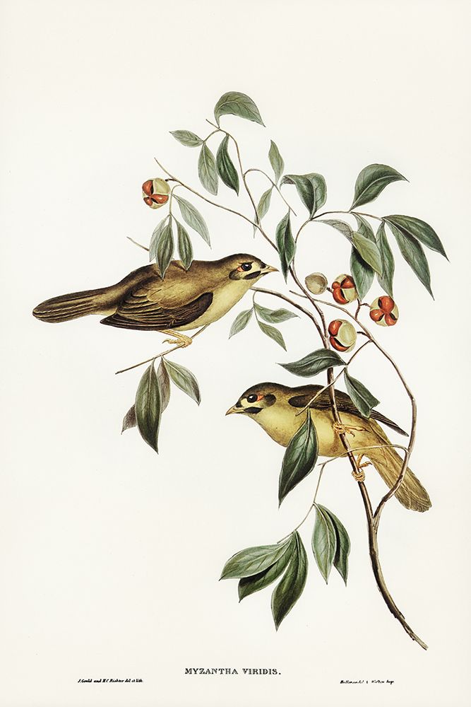 Australian Bell Bird-Myzantha melanophrys art print by John Gould for $57.95 CAD