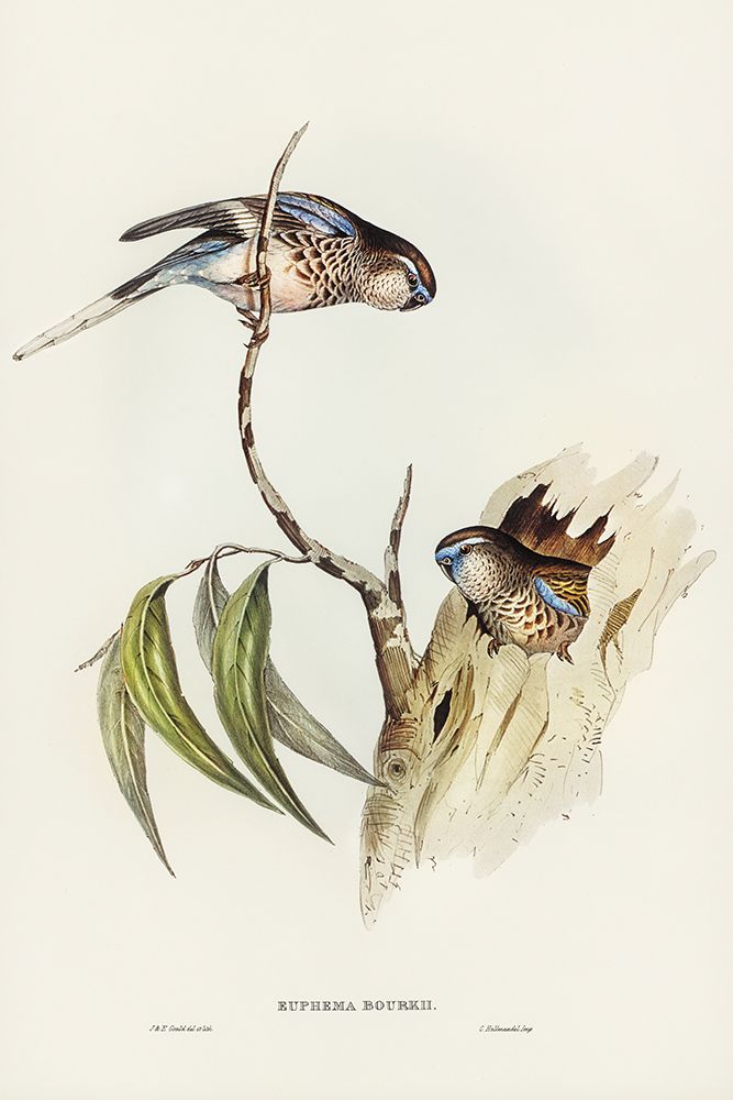 Boukes Grass-Parakeet-Euphema Bourkii art print by John Gould for $57.95 CAD
