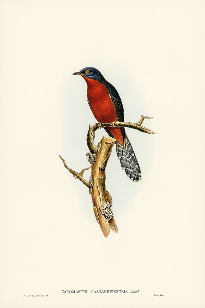 Chestnut-breasted Cuckoo-Cacomantis castaneiventris art print by John Gould for $57.95 CAD