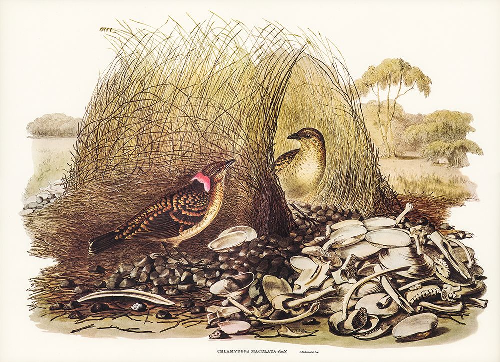 Spotted Bower Bird-Chlamydera maculata art print by John Gould for $57.95 CAD
