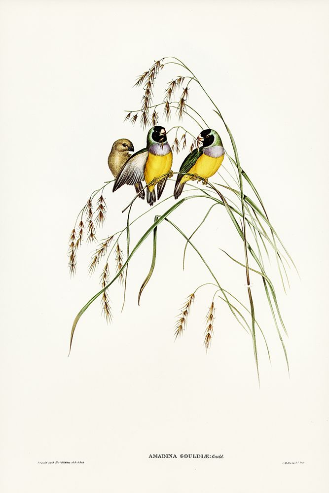 Gouldian Finch-Amadina Gouldiae art print by John Gould for $57.95 CAD