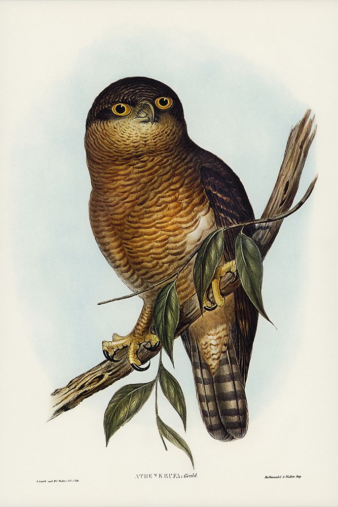 Rufous Owl-Athene rufa art print by John Gould for $57.95 CAD