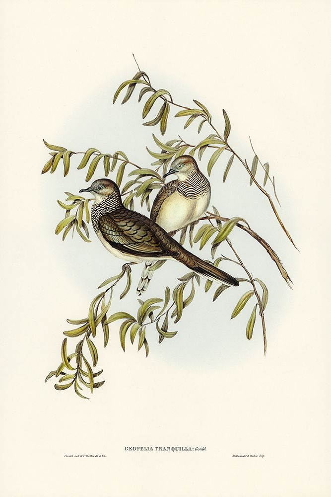 Peaceful Ground Dove-Geopelia tranquilla art print by John Gould for $57.95 CAD
