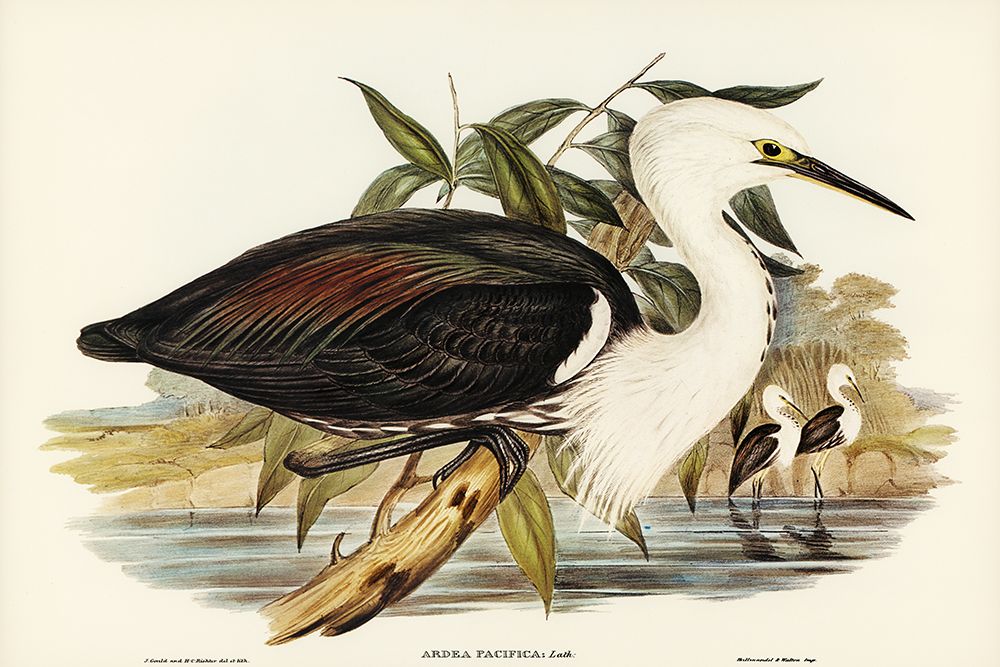 Pacific Heron-Ardea pacifica art print by John Gould for $57.95 CAD