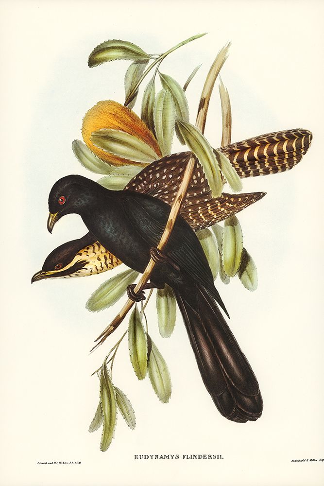 Flinders Cuckoo-Eudynamys Flindersii art print by John Gould for $57.95 CAD