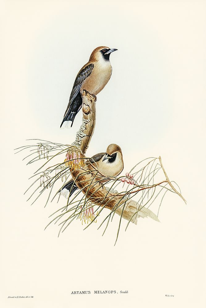 Black-faced Wood-Swallow-Artamus melanops art print by John Gould for $57.95 CAD