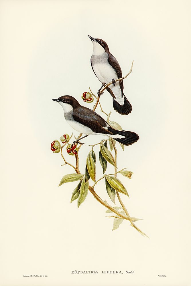 White-tailed Robin-Eopsaltria leucura art print by John Gould for $57.95 CAD