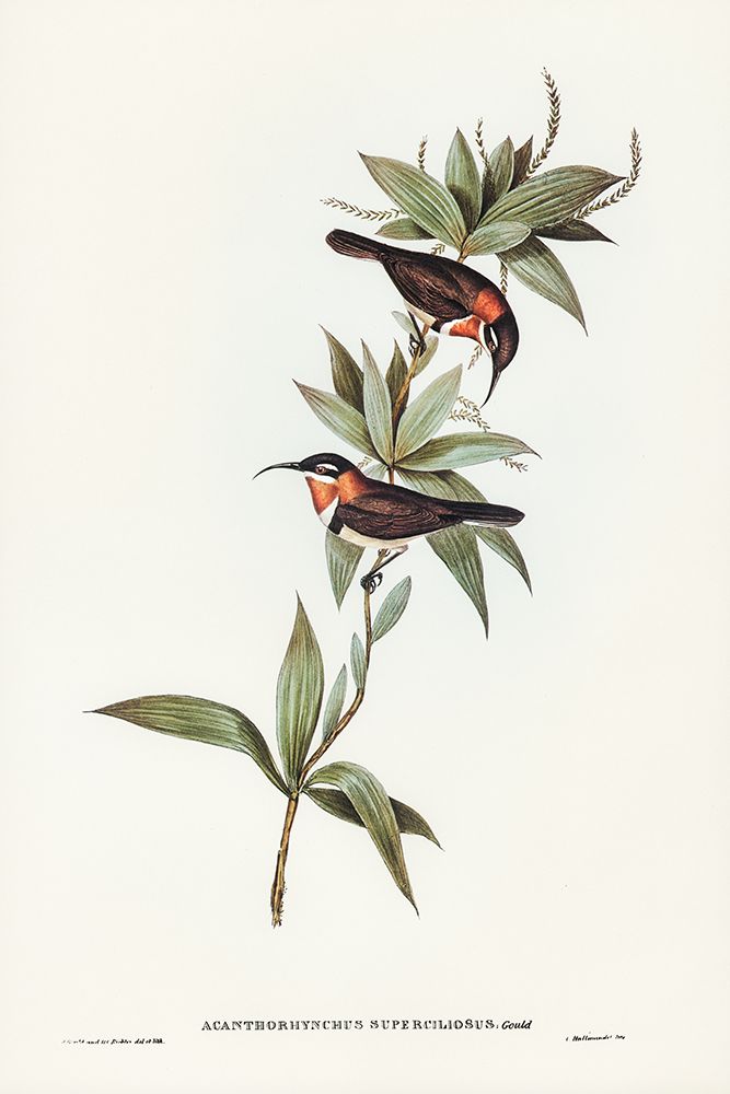 White-eyebrowed Spine-bill-Acanthorhynchus superciliosus art print by John Gould for $57.95 CAD